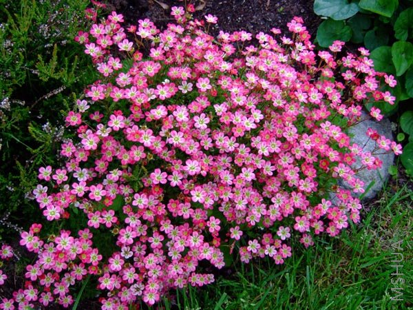 ��Ƭ�ġ�ӣ�ݡ� ��ϧ���ǻ����Ҽ�