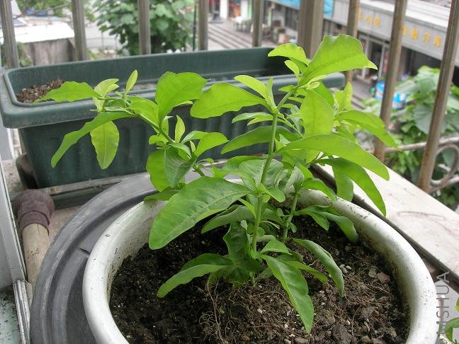 ��ѩ��������������û����