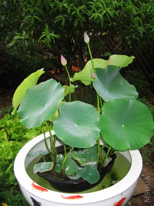 С�ɲ�¶����