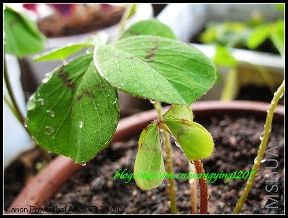 nEO_IMG_086,1���ҹ��ռҹ� 011.jpg