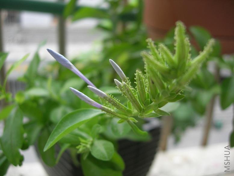 ��ѩ�Ѿ�������֦ͷ