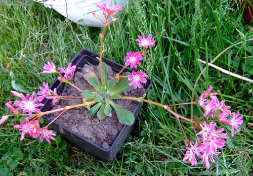 lewisia