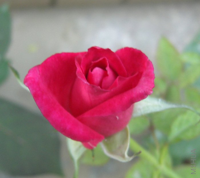 �����糿������ʯ