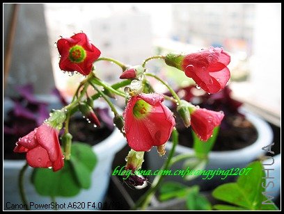 nEO_IMG_086,1���ҹ��ռҹ� 009.jpg