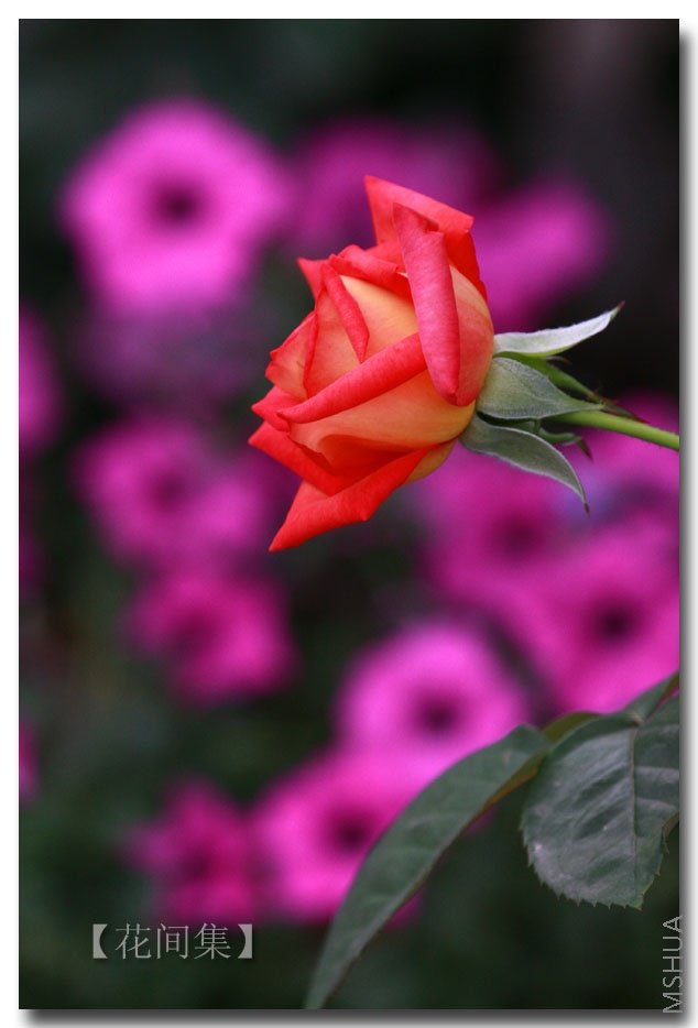 IMG_5489 ����.jpg