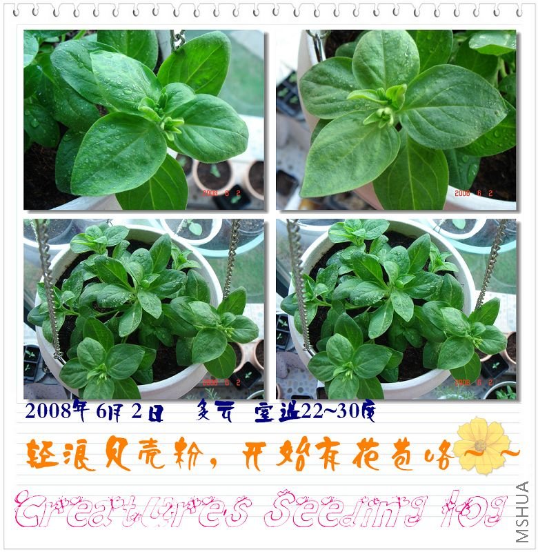 ���˷۵������ڳ�������