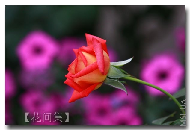 IMG_5488 ����.jpg