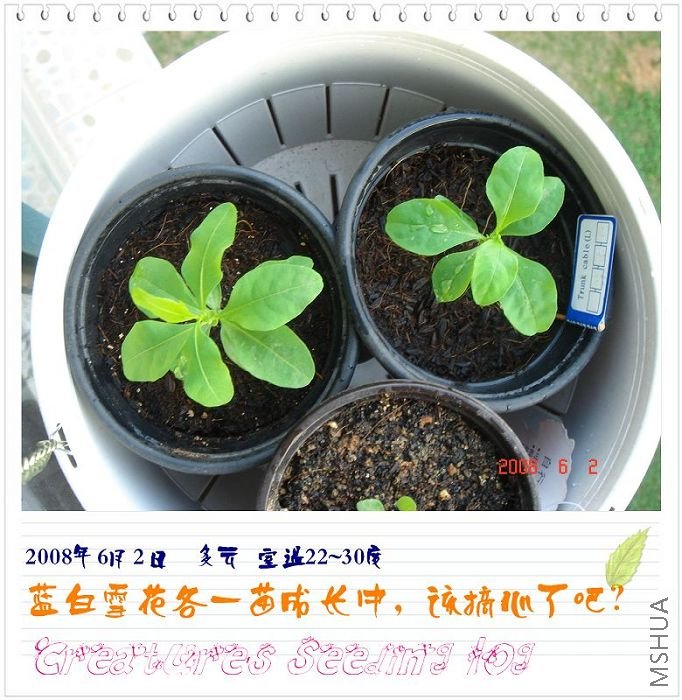 ����ѩ����С���