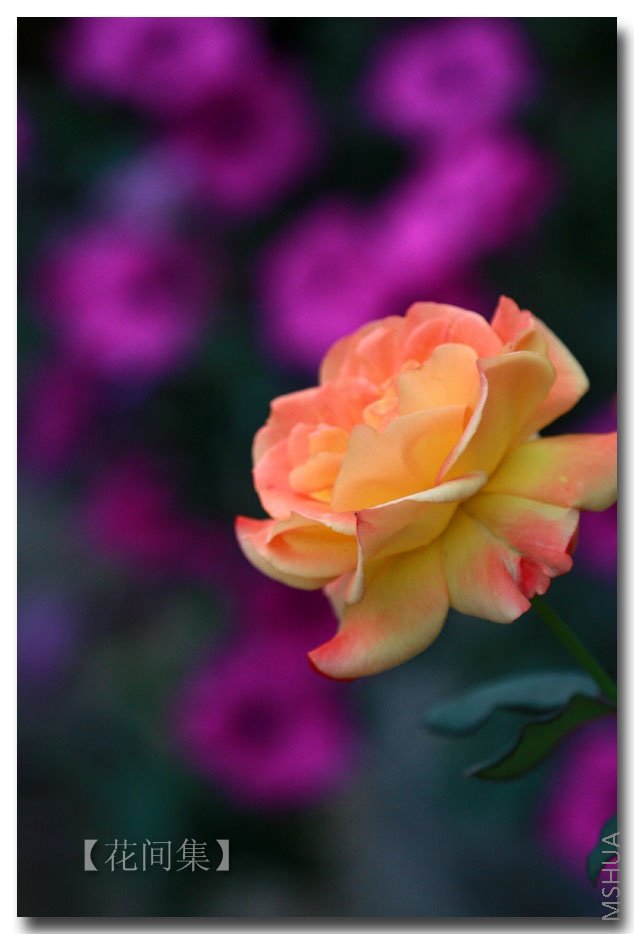 IMG_5494 ����.jpg