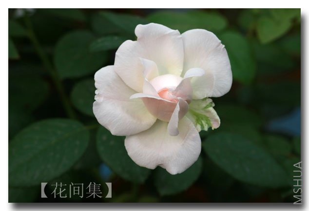 IMG_6229 ����.jpg