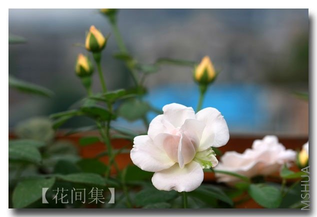 IMG_6240 ����.jpg