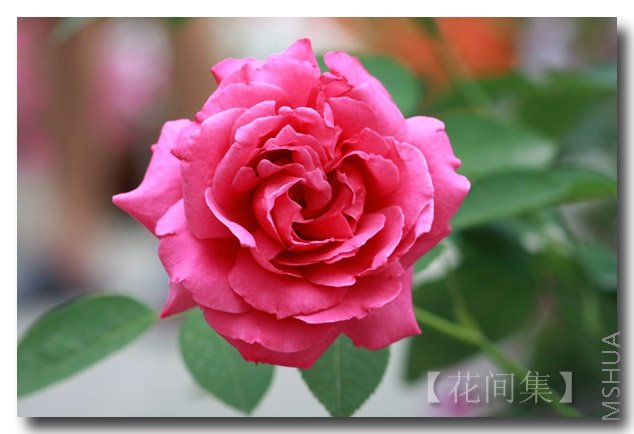 IMG_6258 ����.jpg