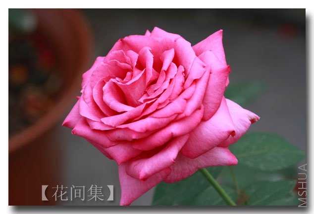 IMG_6252 ����.jpg