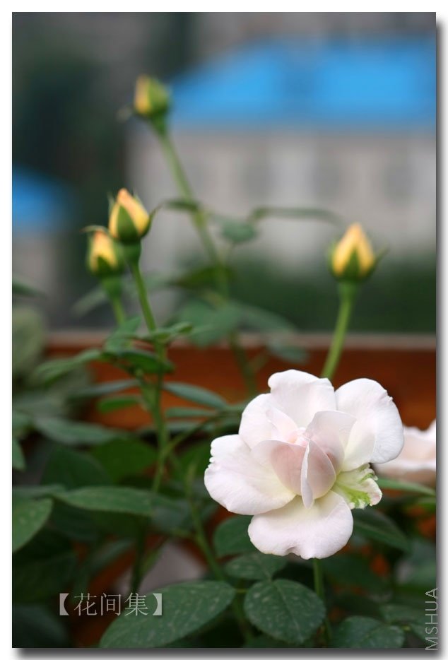 IMG_6241 ����.jpg