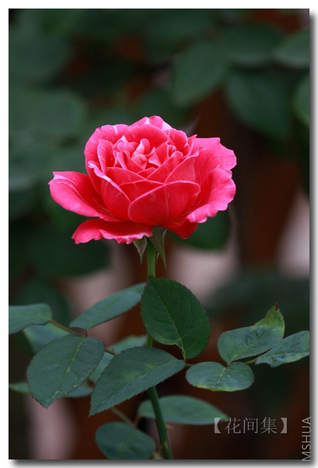 IMG_5584 ����.jpg