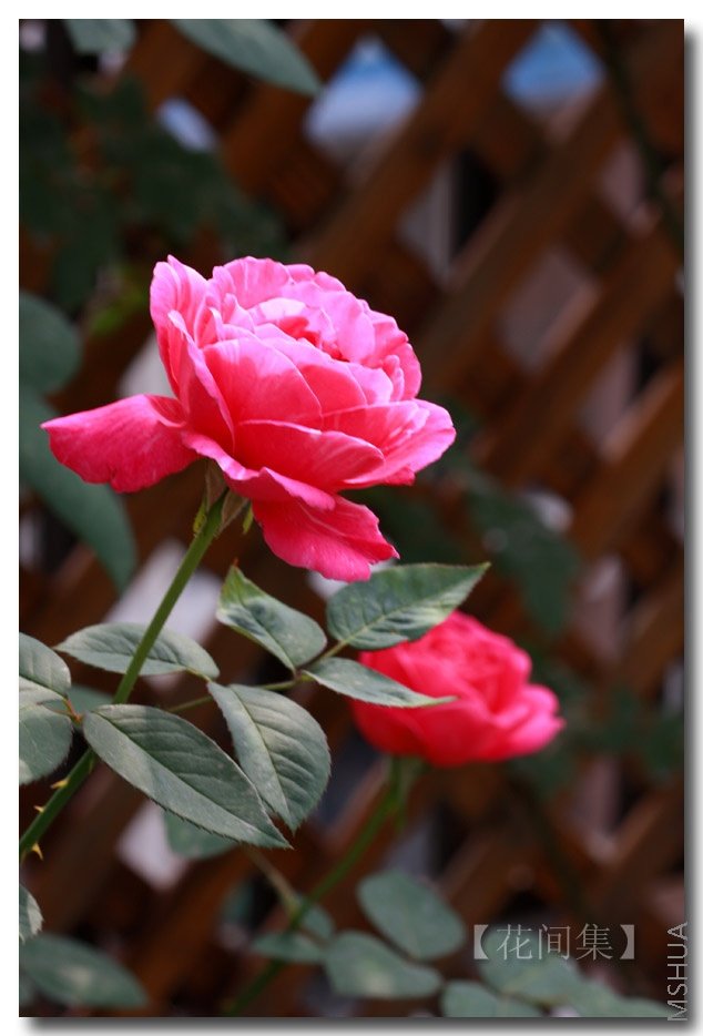 IMG_6212 ����.jpg