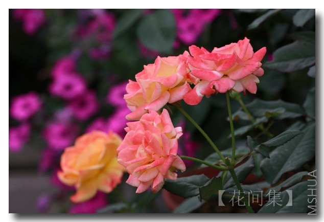 IMG_5487 ����.jpg