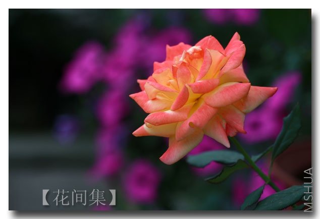 IMG_5553 ����.jpg