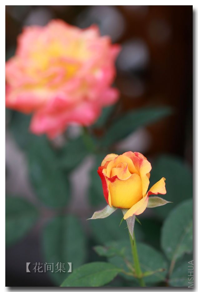 IMG_6316 ����.jpg