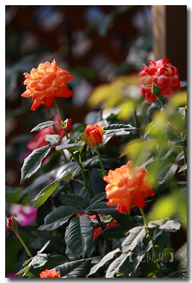 IMG_6429 ����.jpg