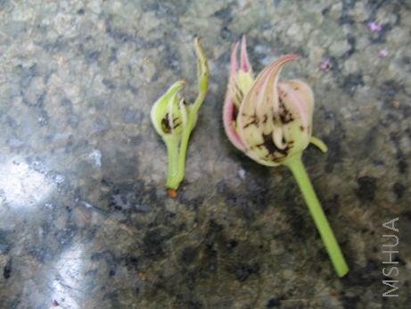 ֻ�ð��������ˣ����⴫Ⱦ����Ļ�