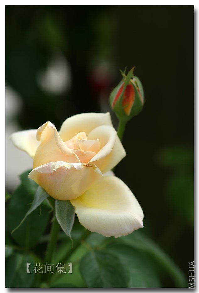 IMG_2709 ����.jpg