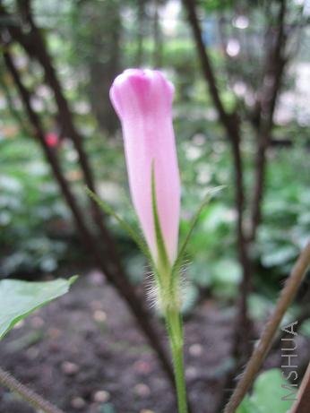 ��ɫ��ţ����֮���������İ�