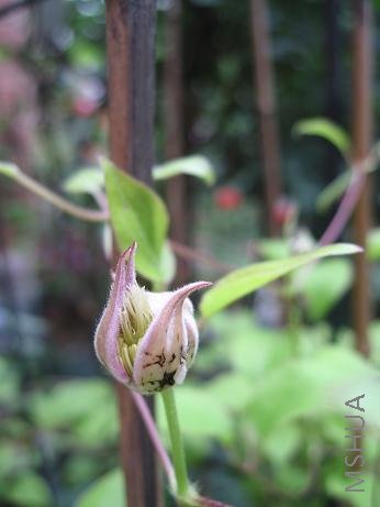 �����кü��������еĳ������ˣ���֪Ϊʲô��