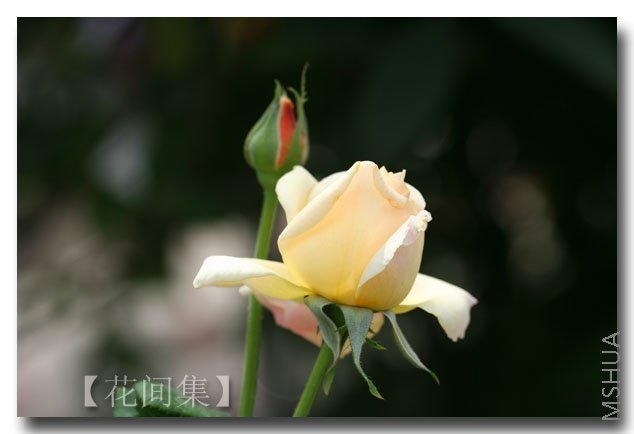 IMG_2716 ����.jpg