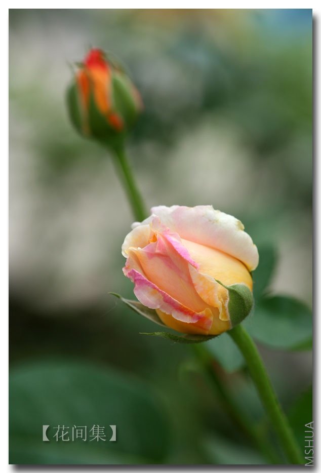 IMG_2712 ����.jpg