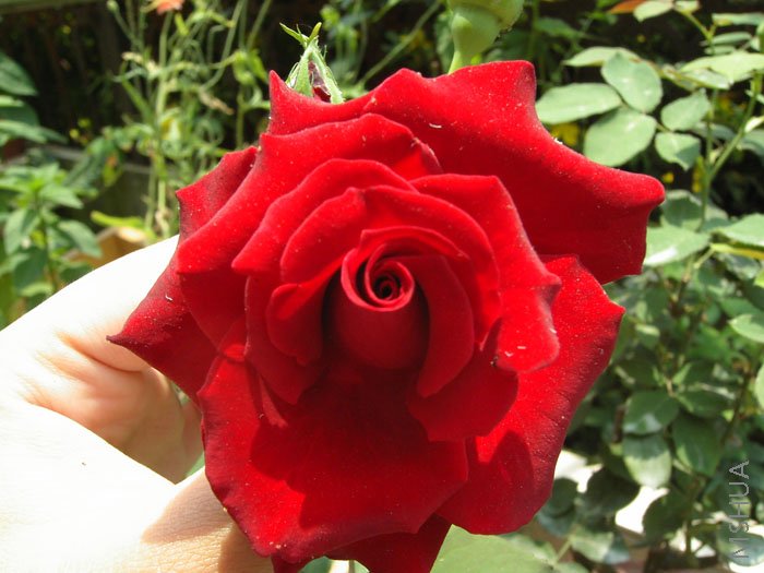 ǿ�����Ŵ�ͷ��