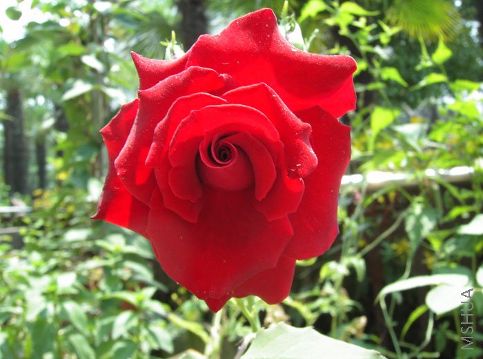 ���������ĵ�