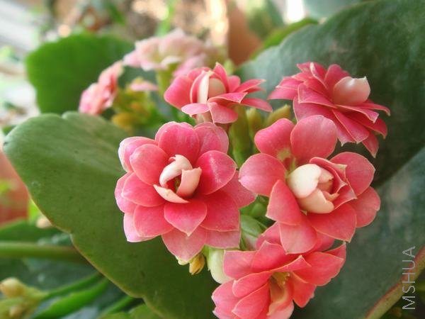��ɫ�������ذ곤��