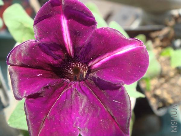 ��ֵ�ţţ������