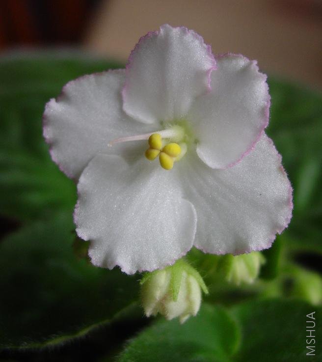 H21-STD-Noname-1-0806.JPG