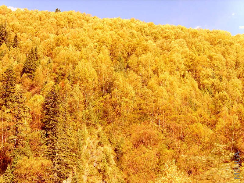 �����������ɫ�����ɣ�