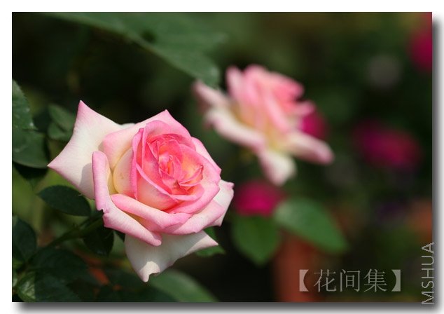 IMG_2779 ����.jpg