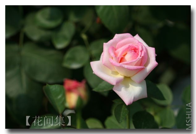 IMG_2781 ����.jpg