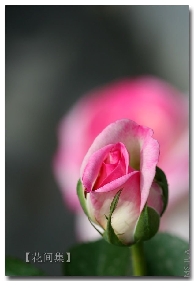 IMG_2726 ����.jpg