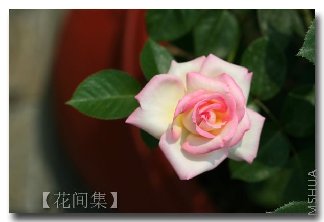 IMG_2782 ����.jpg