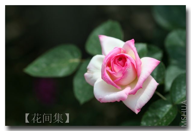 IMG_2707 ����.jpg