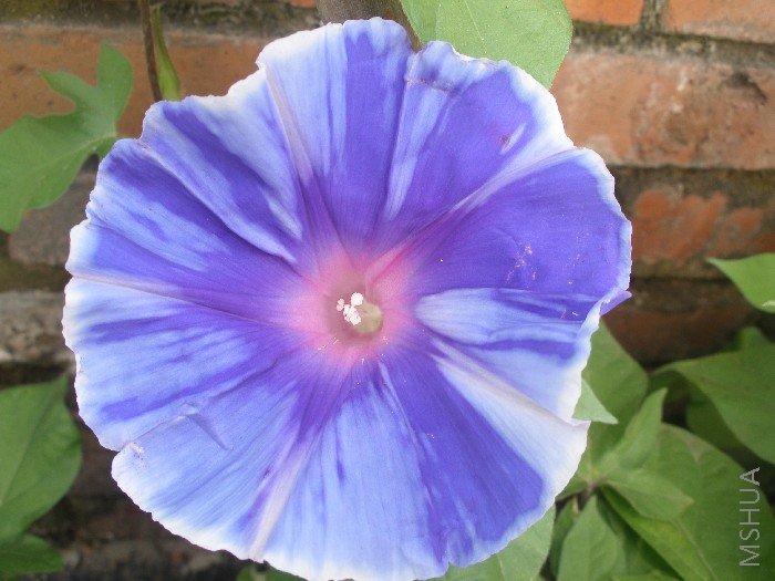 �е�����ˣ�Ӧ���Ǵ���ɫ���ǵ�