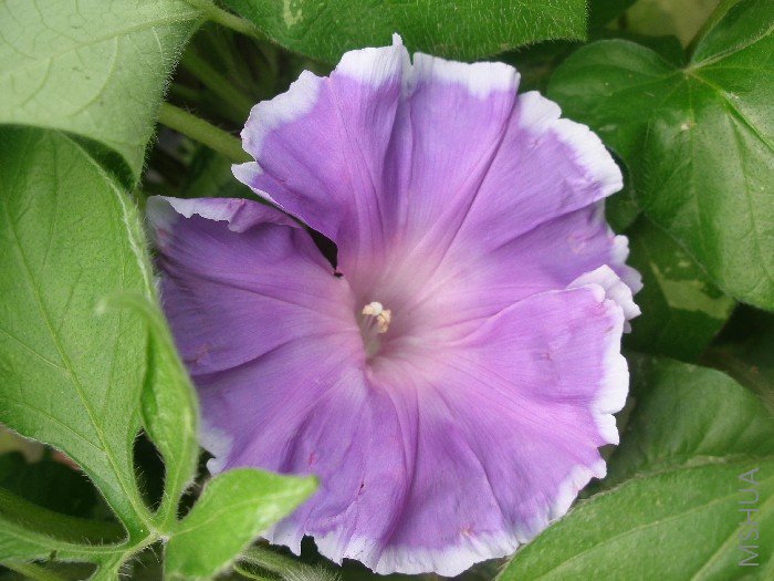 ������ɫ�ױ�