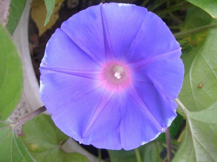 Ҳ�ܿɰ�����ɫ����ţ