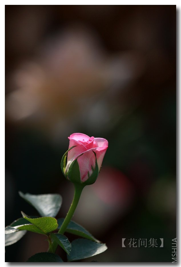 IMG_6438 ����.jpg