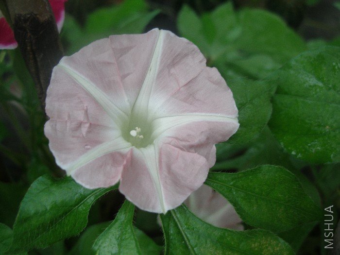 �װ������ǳ��ɫ����Ʒ��