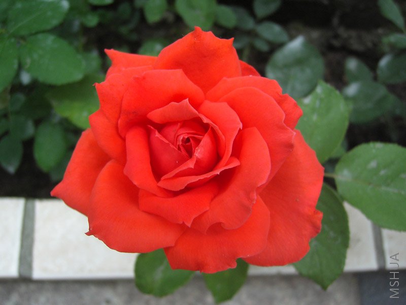��Ƭ 002.jpg