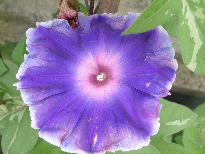 ��������ɫ���ƫ��