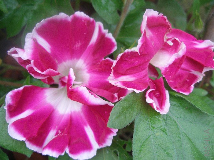 ���Ǵ򲻿��ĸ�ʿ��û��ȥ�꿪�úá�