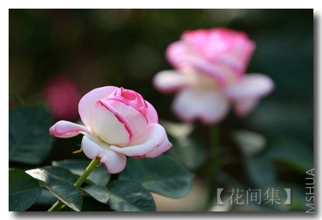 IMG_6437 ����.jpg